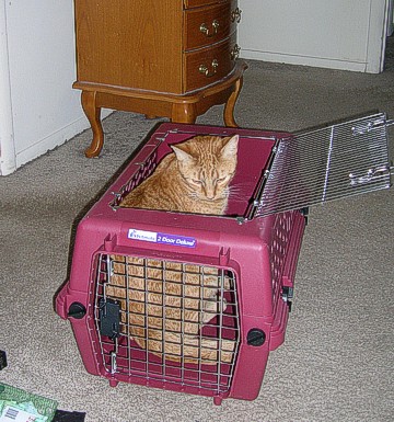 Carrier Cat
