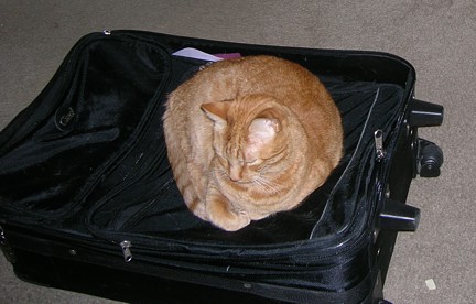 <small><strong>Luggage? What luggage? You mean my cat bed?</strong></small>