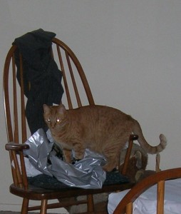 Cat on Bag on Chair