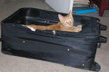 Mingo in the suitcase