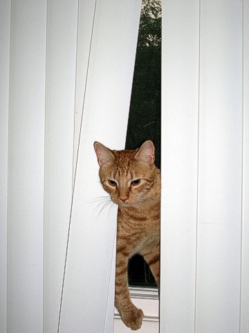 Mingo at the windowsill