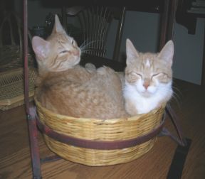 Cats in a basket, shoo fly shoo